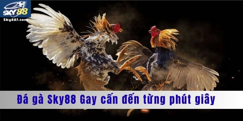 Đá gà sky88 gay cấn đến từng phút giây