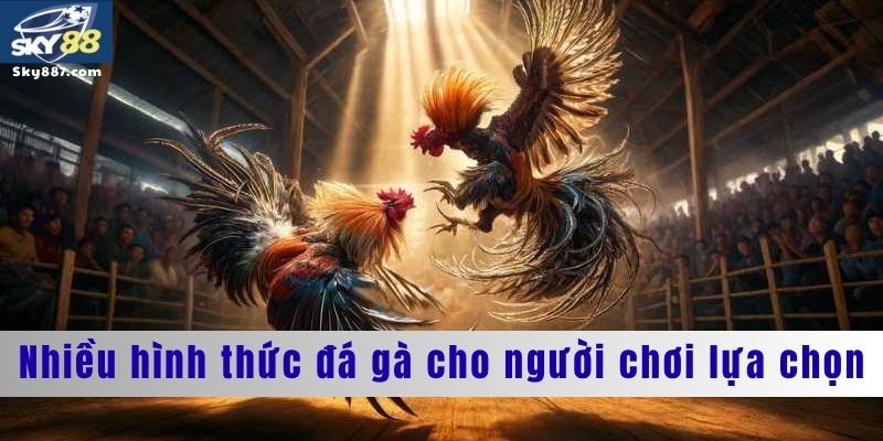 Nhiều hình thức đá gà cho người chơi trải nghiệm