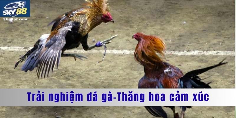 Trải nghiệm đá gà thăng hoa cảm xúc