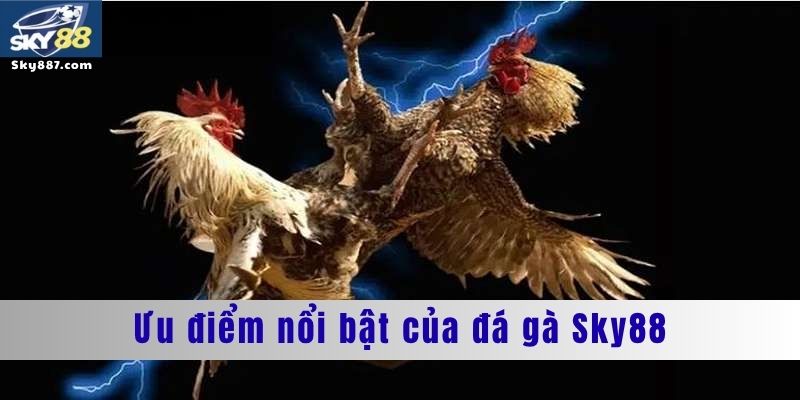 Ưu điểm nổi bật của đá gà Sky88